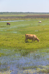 Cows in a swamp on a farm in Lagoa do Peixe National Park