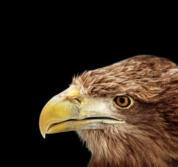 Portrait of eagle, White-tailed (Haliaeetus albicilla)