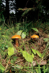 Suillus mushroom, BOLETUS ELEGANS.