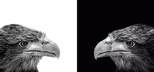 Portrait of eagle, White-tailed (Haliaeetus albicilla)