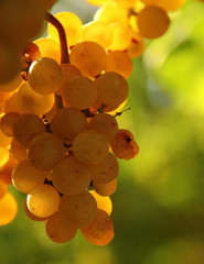 Yellow grape close up