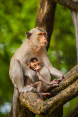 Fototapeta na wymiar Monkey family in the forest