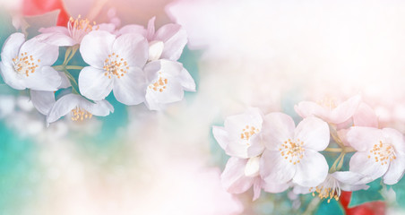 Fototapeta na wymiar White jasmine. The branch delicate spring flowers