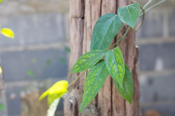 Bamboo grass on wooden,Tiliacora triandra herb