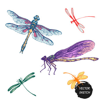 Dragonfly sketch set design