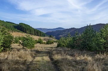 Fototapeta na wymiar Panorama of glade and late autumn forest in Vitosha mountain, Bulgaria 