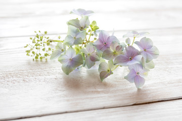 Delicate flowers for a table decoration