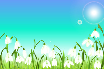Obraz premium Spring background with snowdrop flowers, green grass, swallows and blue sky.