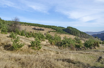 Panorama of glade and  late autumn forest in Vitosha mountain, Bulgaria 