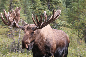 Moose, Denali National Park