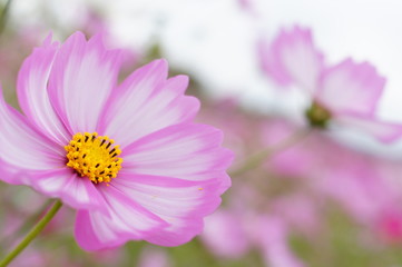 Obraz premium cosmos flowers