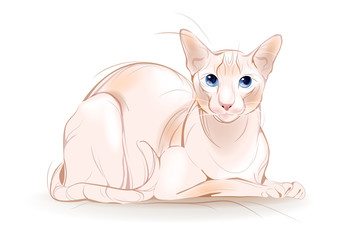 portrait of the  Canadian sphinx cat