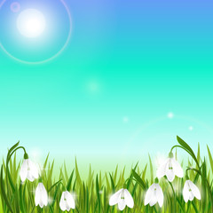 Spring background with snowdrop flowers, green grass, swallows and blue sky.