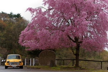 classic mini cooper and weeping cherry tree