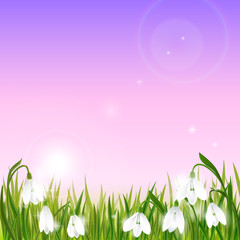 Obraz na płótnie Canvas Spring background with snowdrop flowers, green grass, swallows