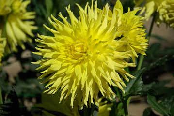Dahlia cactus jaune au soleil de l'été au jardin