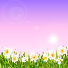 Fototapeta na wymiar Spring background with daffodil narcissus flowers, green grass, swallows.