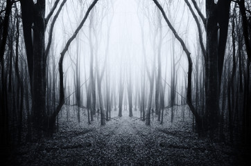Scary surreal forest background. Dark woods in mist on Halloween night
