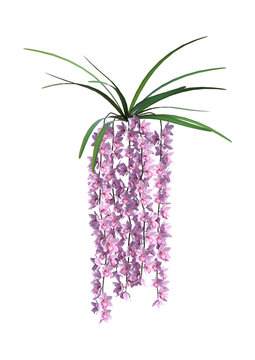 3D Rendering Wild Orchid Flowers on White