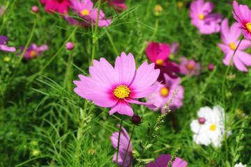 Fototapeta premium Closeup cosmos Flower in the garden