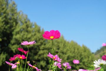 Closeup cosmos Flower in the garden