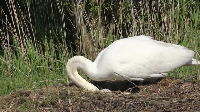 swan on nesting place,  turning the eggs