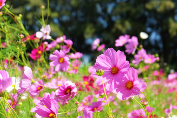 Closeup cosmos Flower in the garden