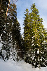 winter mountain landscape. trees covered with snow in the background