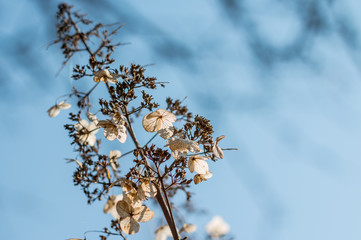 Obraz premium beautiful dried flower and blue spring sky