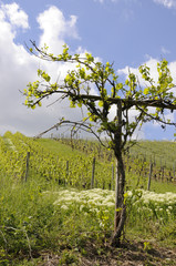 Fototapeta premium weinberg im frühling