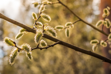 Alder bloomed in spring forest