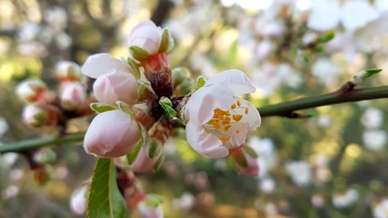 blooming almonds