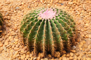 Close up Golden Barrel Cactus, Echinocactus grusonii