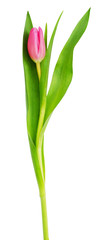 Obraz premium Pink tulip flower