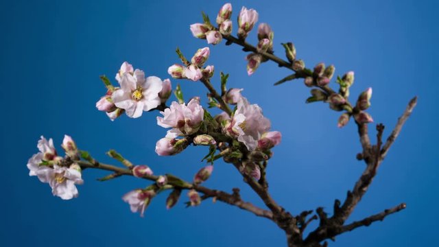 Almond blossom spring background.