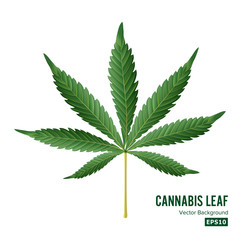 Cannabis Icon Vector. Medical Green Plant Illustration Isolated On White Background. Graphic Design Element For Printables, Web, Prints, T-shirt.