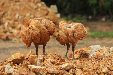 Couple brown hens on mound (selective focus)
