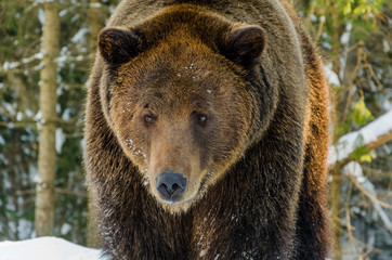 Portrait of Brown Bear in the bitter winter forest. Winter mountain landscape.