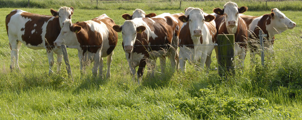 zeven koeien staan nieuwsgierig te kijken achter het hek - obrazy, fototapety, plakaty