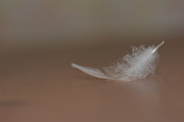 Small white bird feather 