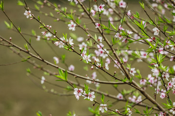 Blossom flower at Vietnam