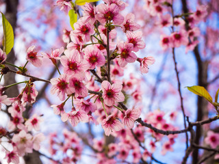Pink Sakura flower in thailand, Wild Himalayan Cherry