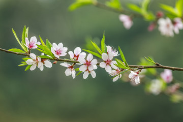 Blossom flower at Vietnam