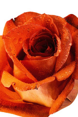 Rose orange 
