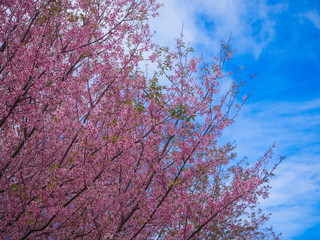 Pink Sakura flower in thailand, Wild Himalayan Cherry