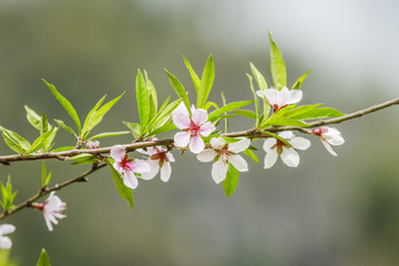Blossom flower at Vietnam