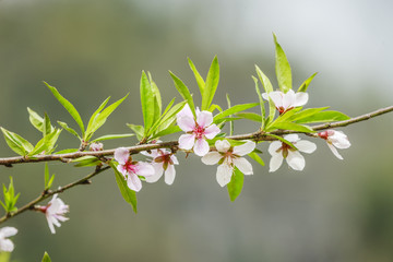 Blossom flower at Vietnam