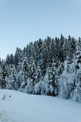 Winter mountain landscape, the tops of trees covered with thick snow.