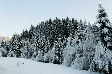 Winter mountain landscape, the tops of trees covered with thick snow.
