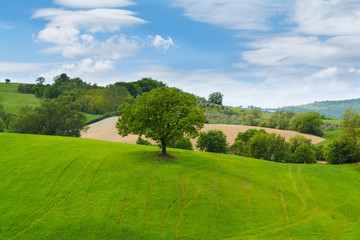 Tuscany landscape, beautiful green hills and lonely tree springtime